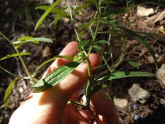 Lithospermum incisum