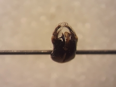 Melecta albifrons