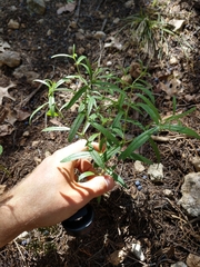 Lithospermum incisum