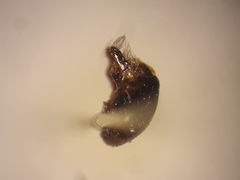 Melecta albifrons