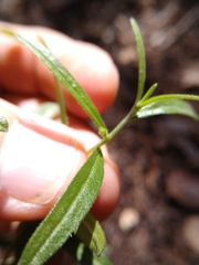 Lithospermum incisum