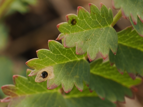 Trachys lichtensteini