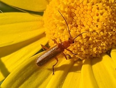 Rhagonycha nigritarsis