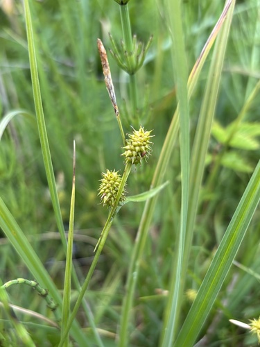 Carex viridula iNat (1)