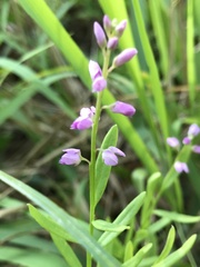Polygala polygama