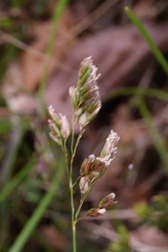 Anthoxanthum australe observed 2026-06-03