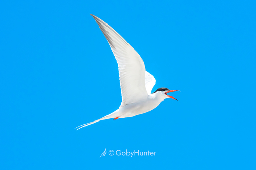 Forster's Tern