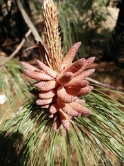 Pinus patula