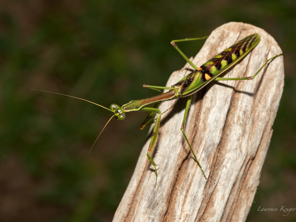 Omomantinae