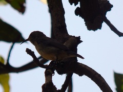 Cinnyris venustus