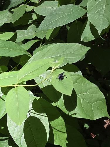 Spotted Lanternfly