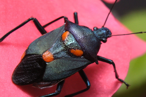 Florida Predatory Stink Bug photo 4