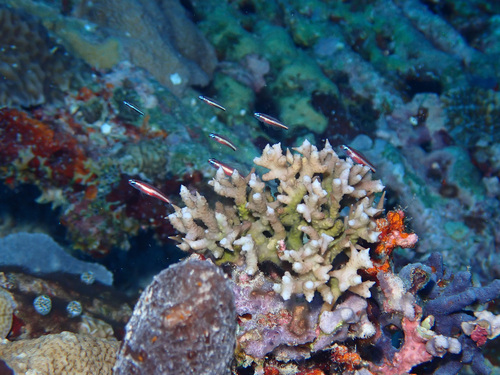 Eviota bifasciata observed 2026-05-10