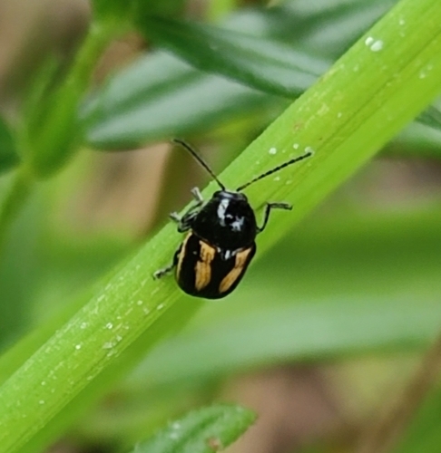 Cryptocephalus vittatus