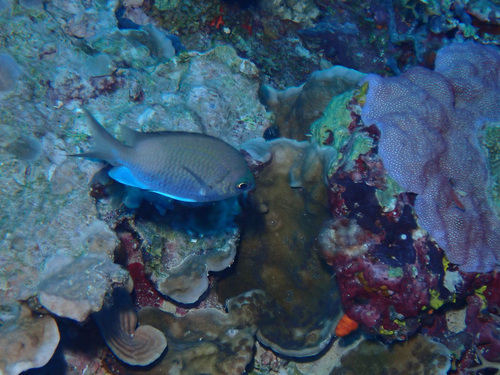 Chromis alpha observed 2026-05-10