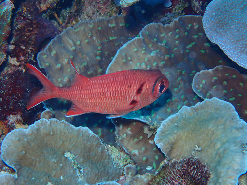 Myripristis pralinia observed 2026-05-10