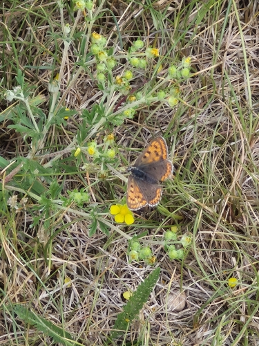 Sooty Copper