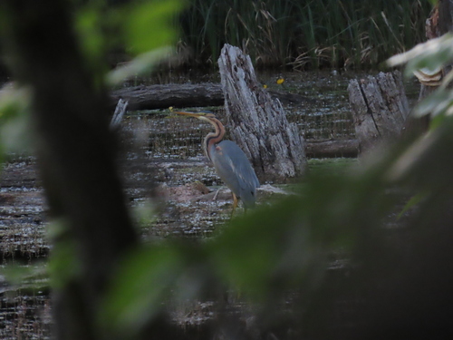 iNaturalist image