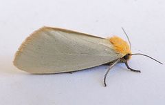 Chrysoecia thoracica