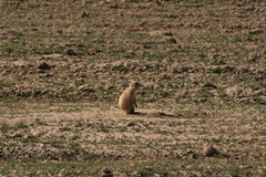 Cynomys parvidens