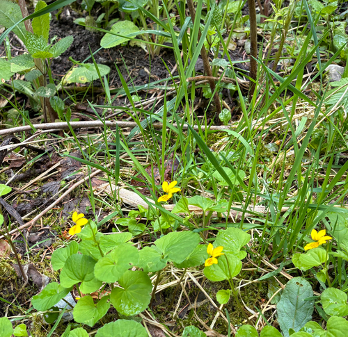 Twoflower Violet