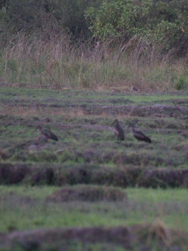 iNaturalist image
