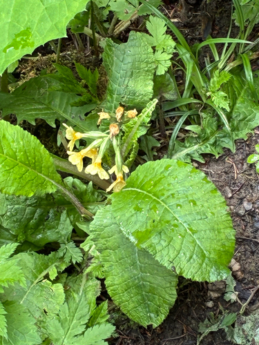 Oxlip