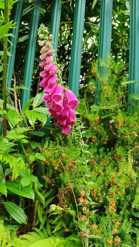 purple foxglove