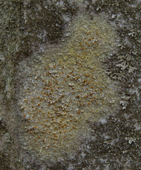 Caloplaca cerina