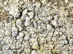 Diplotomma alboatrum