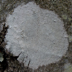 Pertusaria paratuberculifera