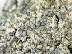 Diplotomma alboatrum