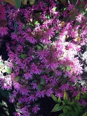 Loropetalum chinense