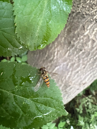 Marmalade Hover Fly