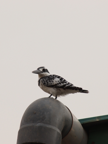 iNaturalist image