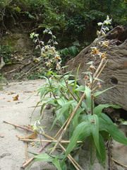 Epipactis veratrifolia