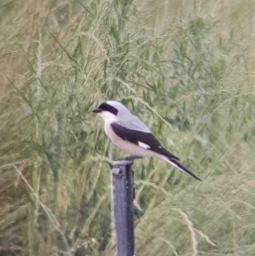 Lesser Grey Shrike, 78330 Fontenay-le-Fleury, France, photo 7 of 10