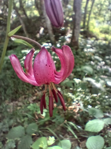 Martagon Lily