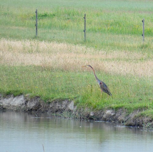 iNaturalist image