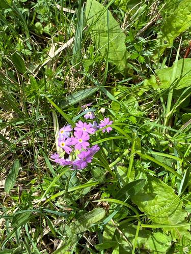 Bird's-eye Primrose
