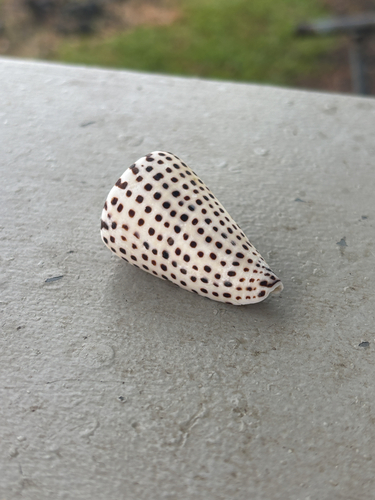 Conus leopardus observed 2026-05-13