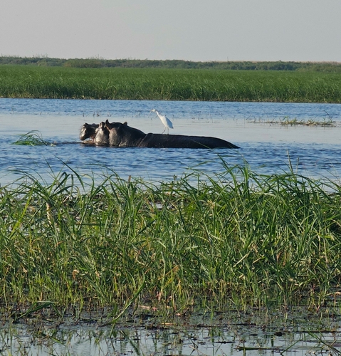 Common Hippopotamus