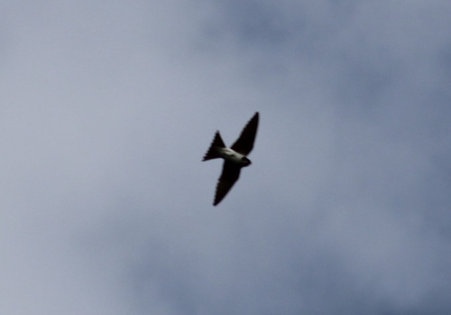 Western House Martin