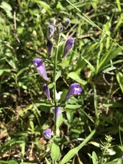 Scutellaria integrifolia