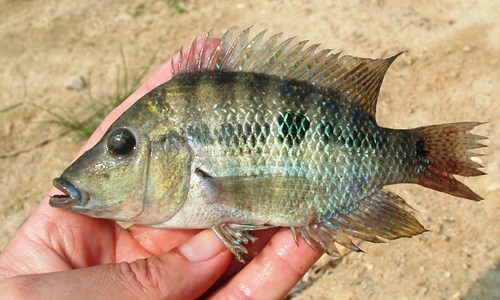 Emerald cichlid (Cribroheros robertsoni) — Cichlidae — 2