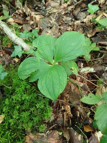 Herb Paris