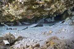 Whitetip Reef Shark photo 1