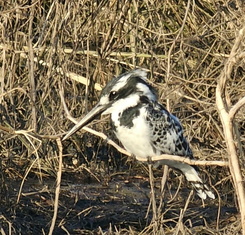 iNaturalist image