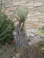 Yucca torreyi