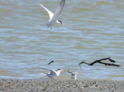 Little Tern